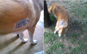 chien blesse