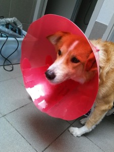chien_1