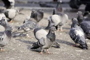 pigeon10